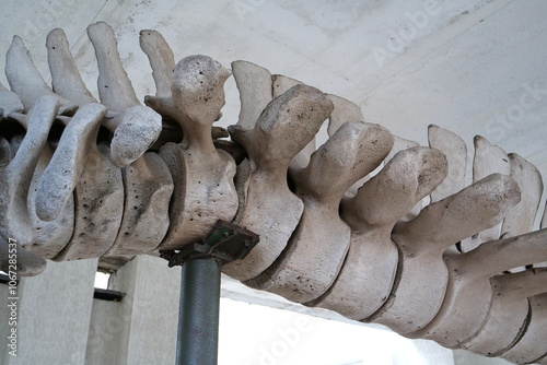 Big grey skeleton of big blue whale. Whale spine. Real whale bones. Balaenoptera