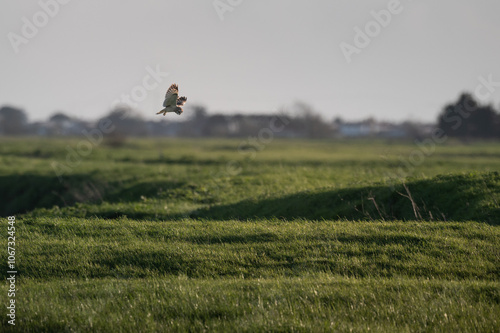 Asio flammeus - Short-eared Owl - Hibou des marais - Hibou brachyote