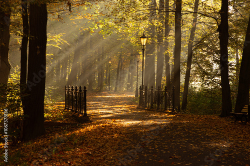 Park Pszczyna jesienią. Aleja drzew, promienie słońca o poranku, opad liści