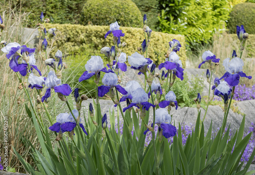 Iris germanica bleu 