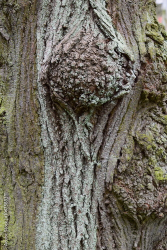 Natürliche ausbuchtung an einem baum