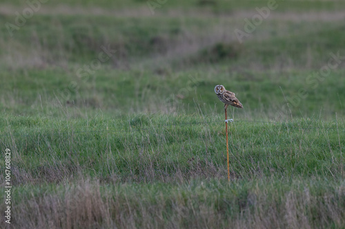 Asio otus - Long-eared owl - Hibou moyen-duc