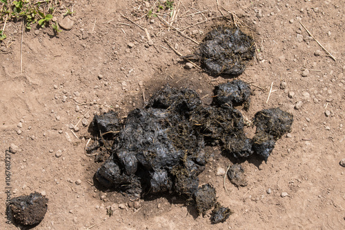 Bear scat