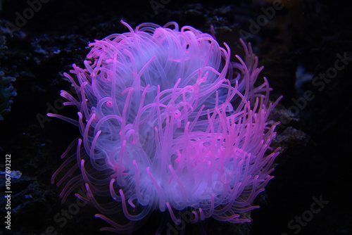 anemone Heteractis magnifica, Colored long tentacle Anemone