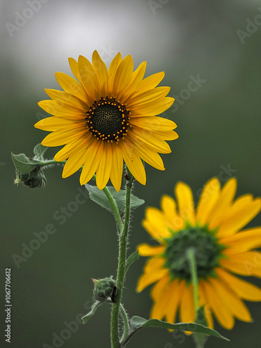 Helianthus annuus L., Common Sunflower, Annual Sunflower, Asteraceae (Aster Family)