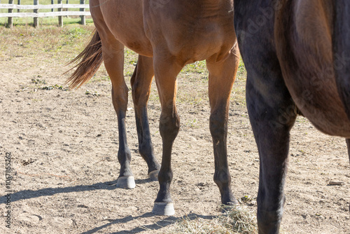 The legs and hooves of young horses. 