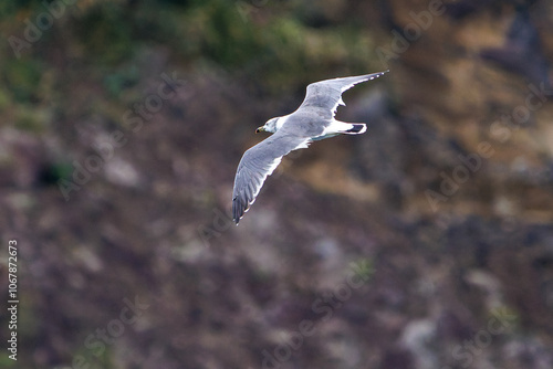 飛翔する美しいウミネコ（カモメ科） 英名学名：Black-tailed gull (Larus crassirostris) 静岡県伊豆半島賀茂郡南伊豆町中木ヒリゾ浜2024年 