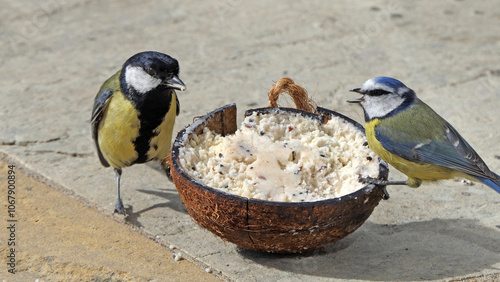 A Blue tit fighting with a Great tit feeding at a Coconut Suet at a bird table in UK