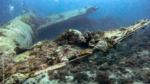 Marine Life Meets History at the Betty Bomber Wreck Site