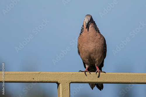 A wild spotted dove on the island of O'ahu near the Honolulu airport.