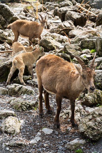 Chamois at the Wildpark Brienz in Switzerland