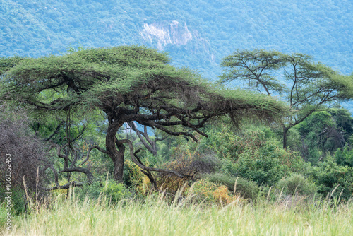 A tall African tree stands alone in a vast field with mountains, Tanzania