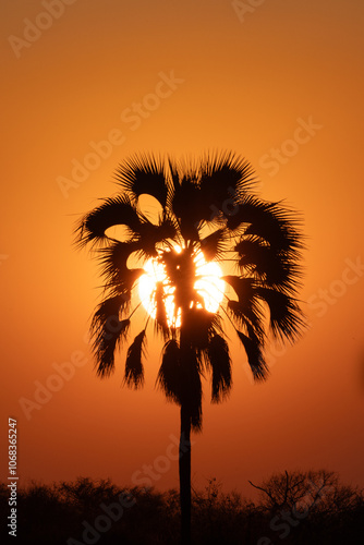 Sunset palm