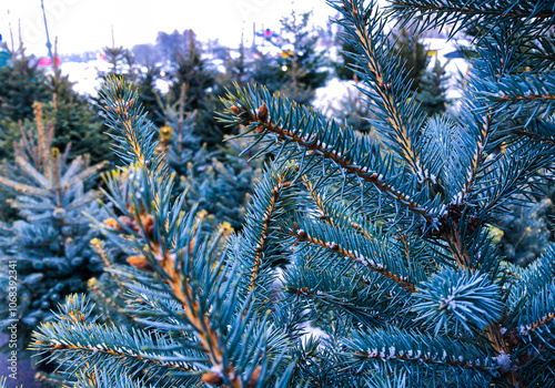 Beautiful close-up of blue spruce branches with spruces in the background.