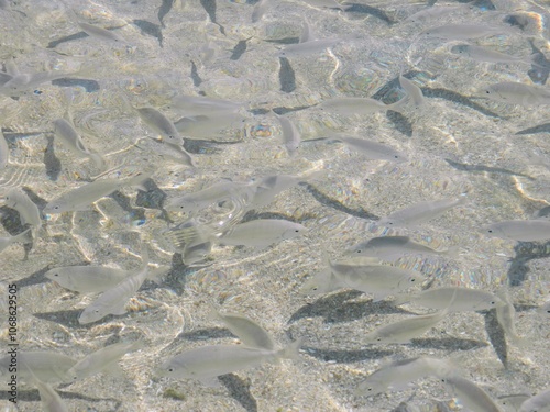 There are many fish in the clear water on the seashore. Fish in crystal clear water