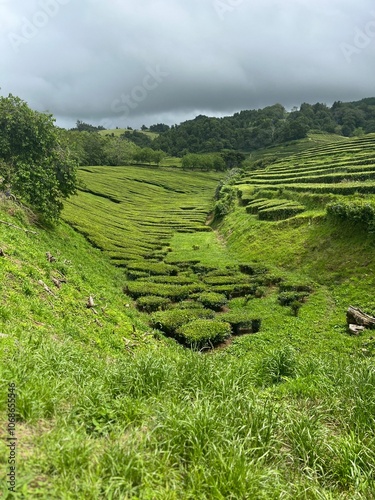 Azores rea farm