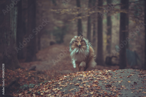 Portrait schöner rough Collies sable white Langhaar schottisch läuft outdoor im goldenen Herbst Wald Var. 7