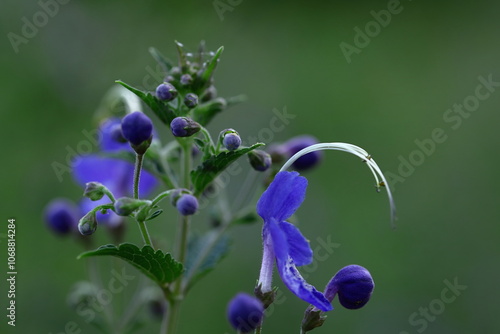 帆掛け船を連想する花