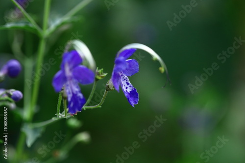 帆掛け船を連想する花