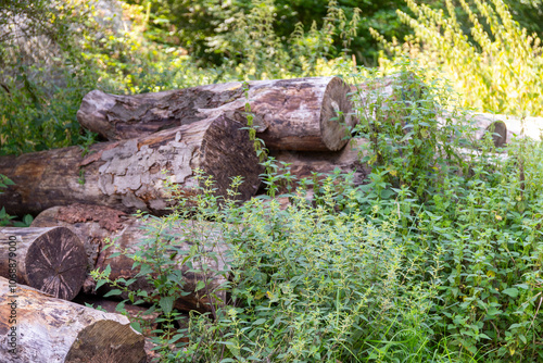 Many sawn-off tree trunks piled up in the forest