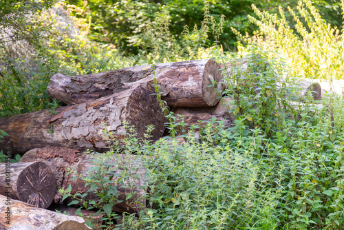 Many sawn-off tree trunks piled up in the forest