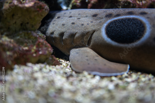 Detail of the gills of a thresher shark. 