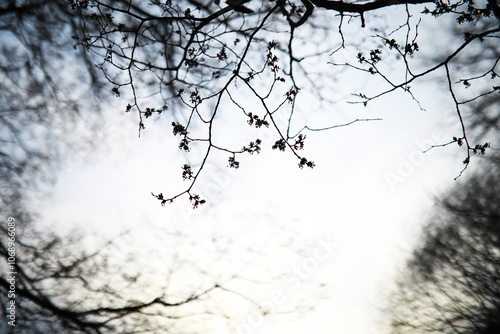 Serene Winter Nature Scene with Bare Tree Branches Against a Soft Sky Backdrop