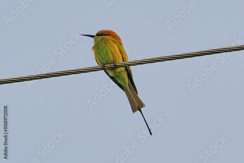 Asian green bee eater