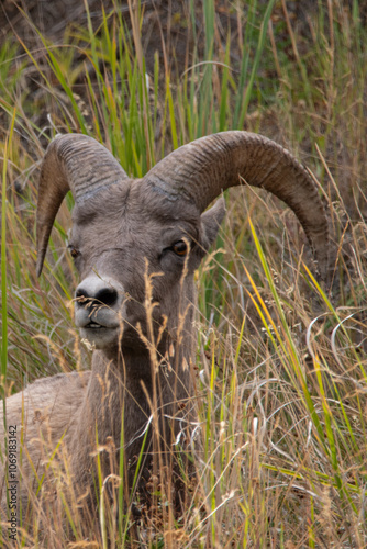 Rocky mountain sheep