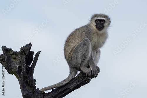 One vervet monkey on a branch with a light blue sky background