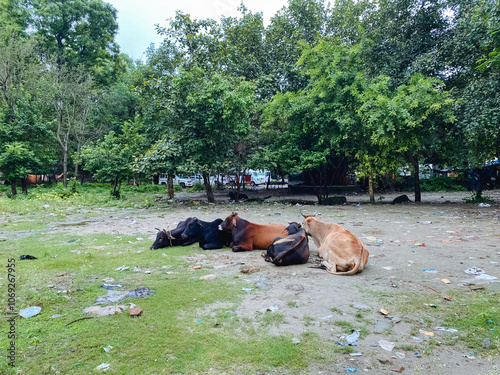 In a picturesque field, a large herd of cows is peacefully laying on the ground, basking in the sun and surrounded by lush greenery and vibrant natural landscapes of grass and soil