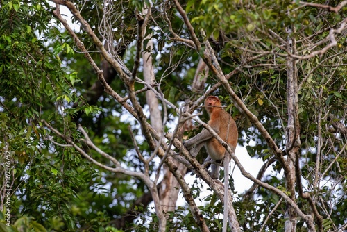 Young proboscis monkey