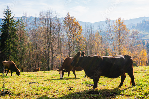 Pastwisko w górach z pasącymi się krowami. Góry, Beskid Śląski w Polsce, jesienią.