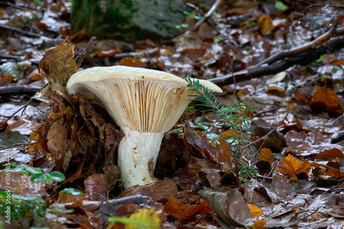 Lactarius vellereus mushroom in the leaves. Known as Fleecy Milkcap. Wild inedible mushroom in beech forest.