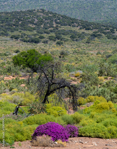 A clump of Purple carpet or Perstapyt (Drosanthemum floribundum) in the veldt near Uniondale.