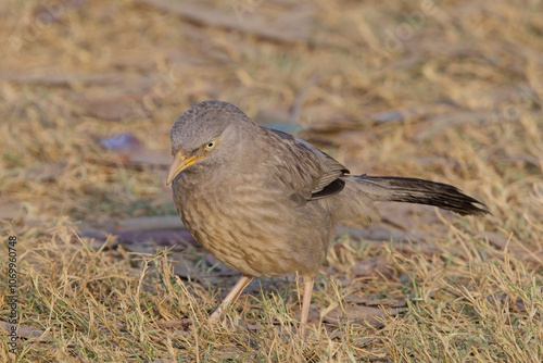 Jungle Babbler, (Turdoides striatus), close on the ground, Rajasthan, India.