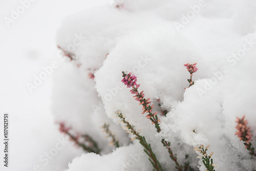 First snowfall in the garden, trees and flowers covered with snow. Heather.