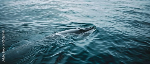 A whale breaches the ocean surface, capturing the essence of gentle majesty and oceanic tranquility beneath the bright, open sky.