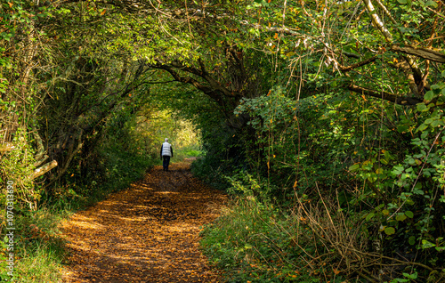 A tree lined footpath branching off from the coastal walk at Langstone Harbour, Hampshire during autumn.