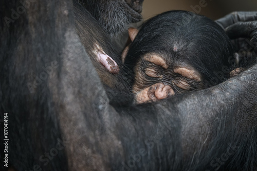 A young chimpanzee opis sleeps in its mother's arms. 