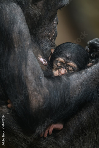 A young chimpanzee opis sleeps in its mother's arms. 