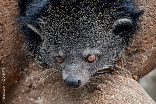 The closeup image of binturong (Arctictis binturong) is a viverrid native to South and Southeast Asia. It is omnivorous, feeding on small mammals, birds, fish, earthworms, insects and fruits.