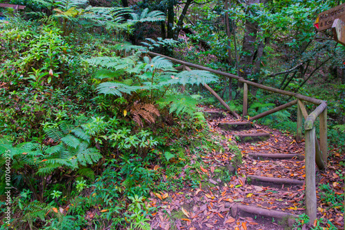 FLORESTA VERDEJANTE