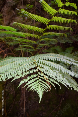 FLORESTA VERDEJANTE