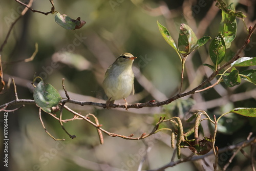 Japanese Bush Warbler that rarely comes out of the bush and stops at a branch