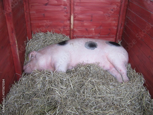 A Large Sleeping Gloucestshire Old Spot Pedigree Pig.