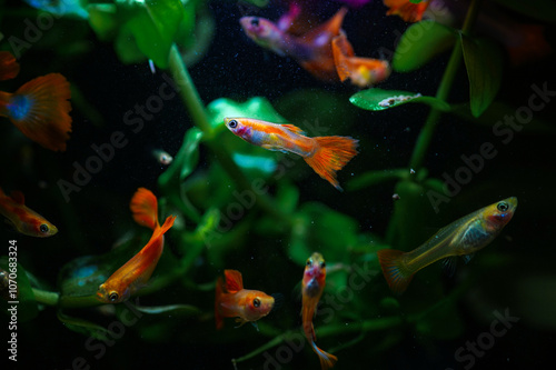 Guppies (two-part nomenclature: Poecilia reticulata)[3] are one of the most popular freshwater aquarium fish in the world. It is a small member of the Poeciliidae family (females 2.5–4 cm long, males 