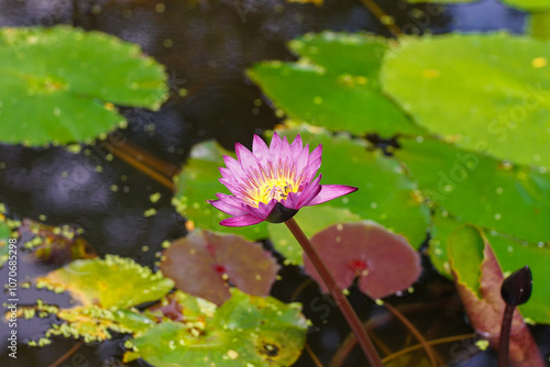 The genus Nymphaea (scientific name: Nymphaea) is a genus of aquatic plants belonging to the family Nymphaeaceae. The common name for species in this genus, shared with several other genera in this fa