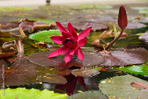 The genus Nymphaea (scientific name: Nymphaea) is a genus of aquatic plants belonging to the family Nymphaeaceae. The common name for species in this genus, shared with several other genera in this fa