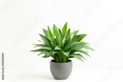 Lush green Dracaena plant in a modern grey pot on a plain white background. Minimalist indoor greenery